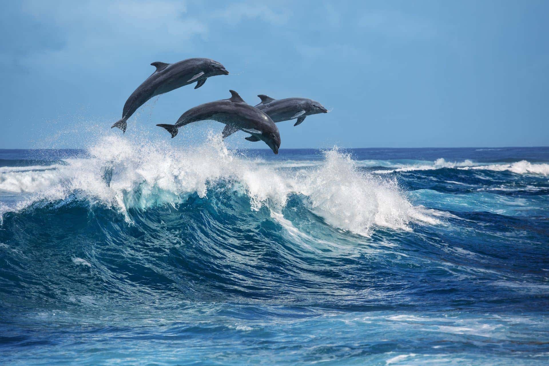 dolphins taranto puglia for kids