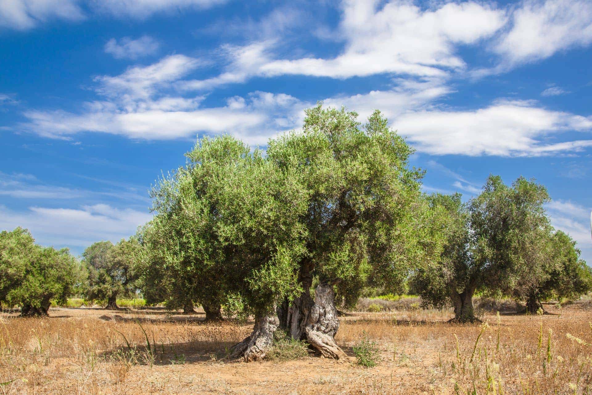 olive grove puglia