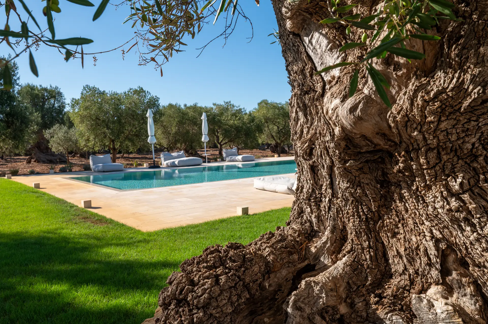 Una piscina privata avvolta da antichi ulivi