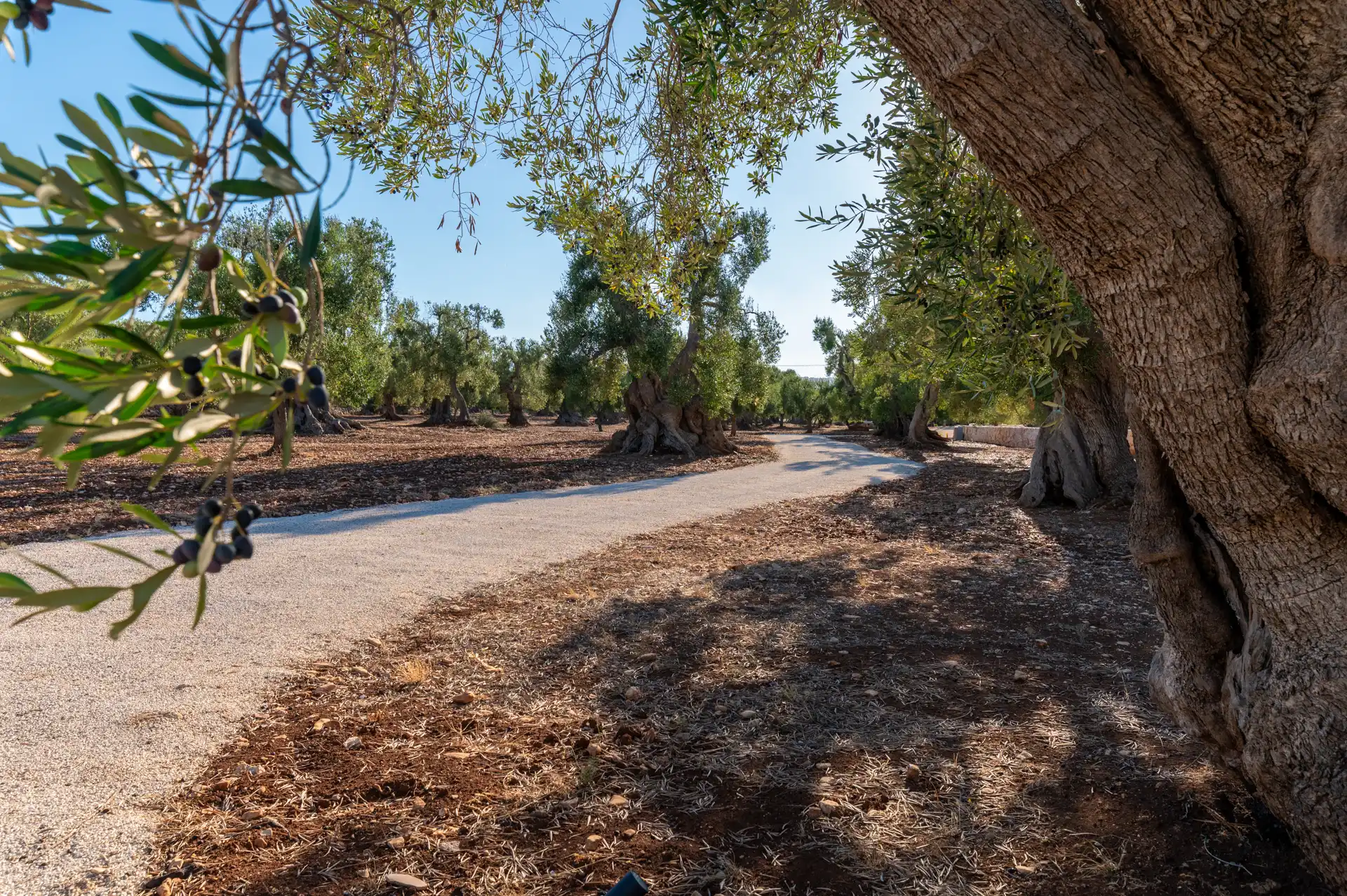 Villa Alberea - Ulivi Secolari